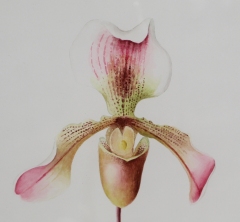 orchidweb